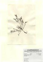 藏品(傘房龍鬚菜)的圖片